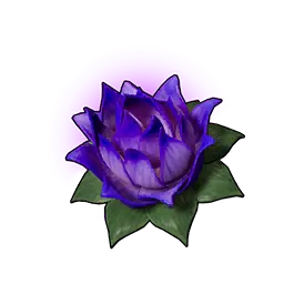 Lotus de transport (P)