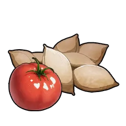 Graines de tomates